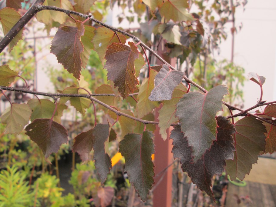 Береза повислая Криспа