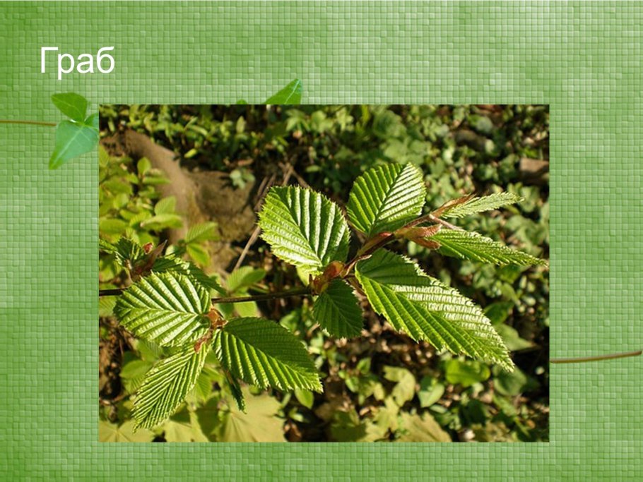 Граба восточного (Carpinus orientalis