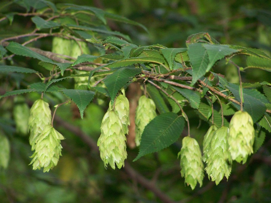 Граб кавказский Carpinus Caucasica