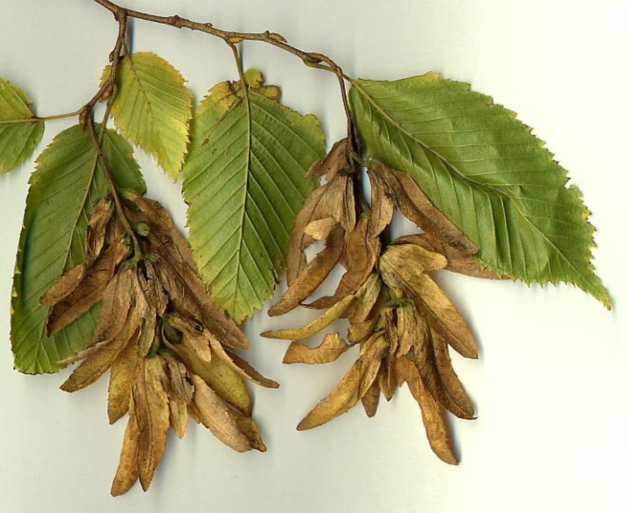 Ostrya virginiana
