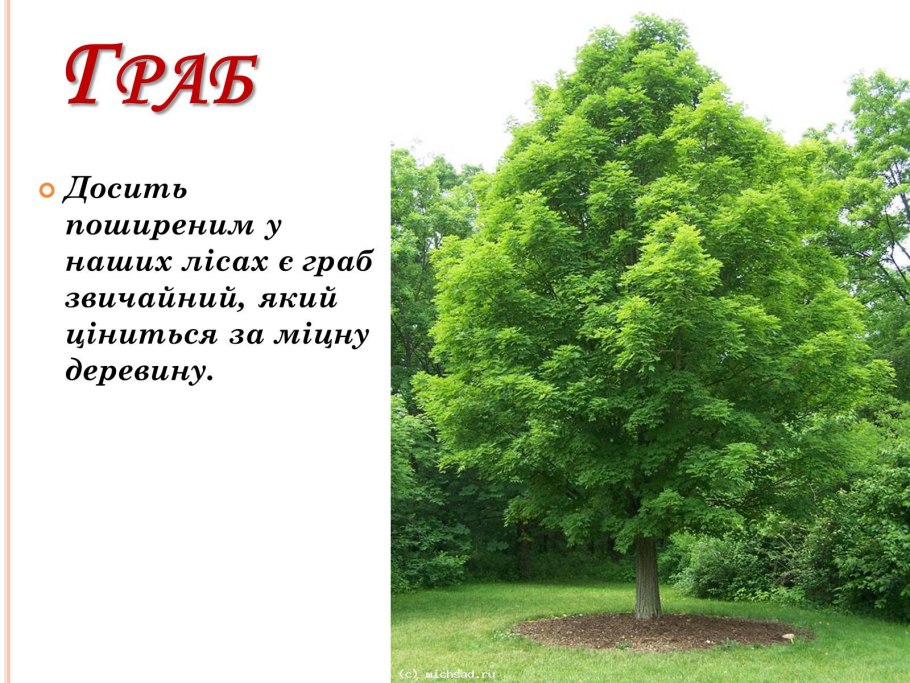 Граб дерево семена