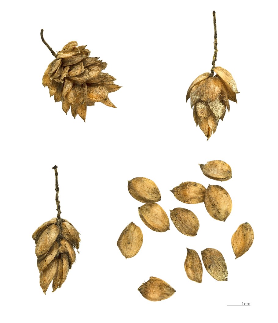 Дуб черешчатый Quercus Robur 'Fastigiata'