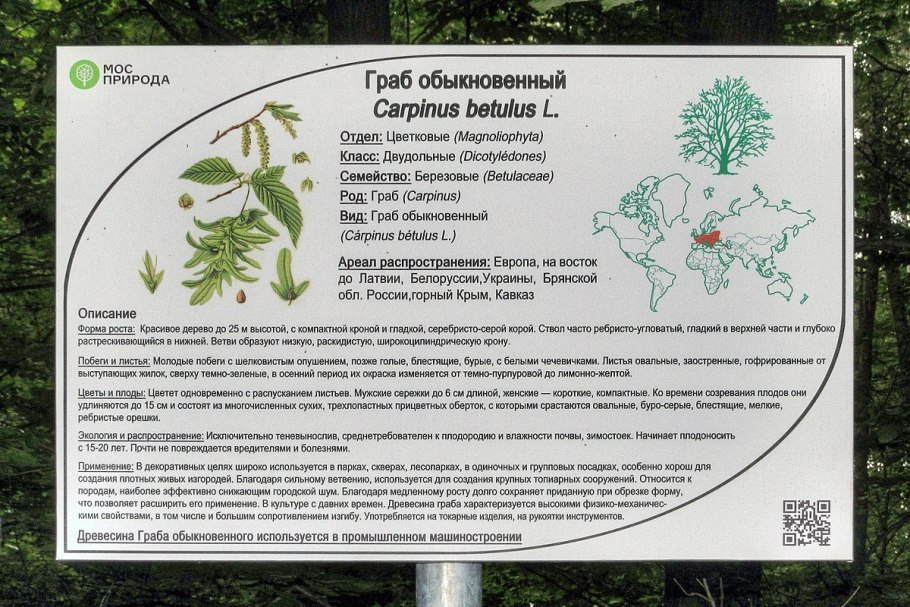 Карпинус бетулус