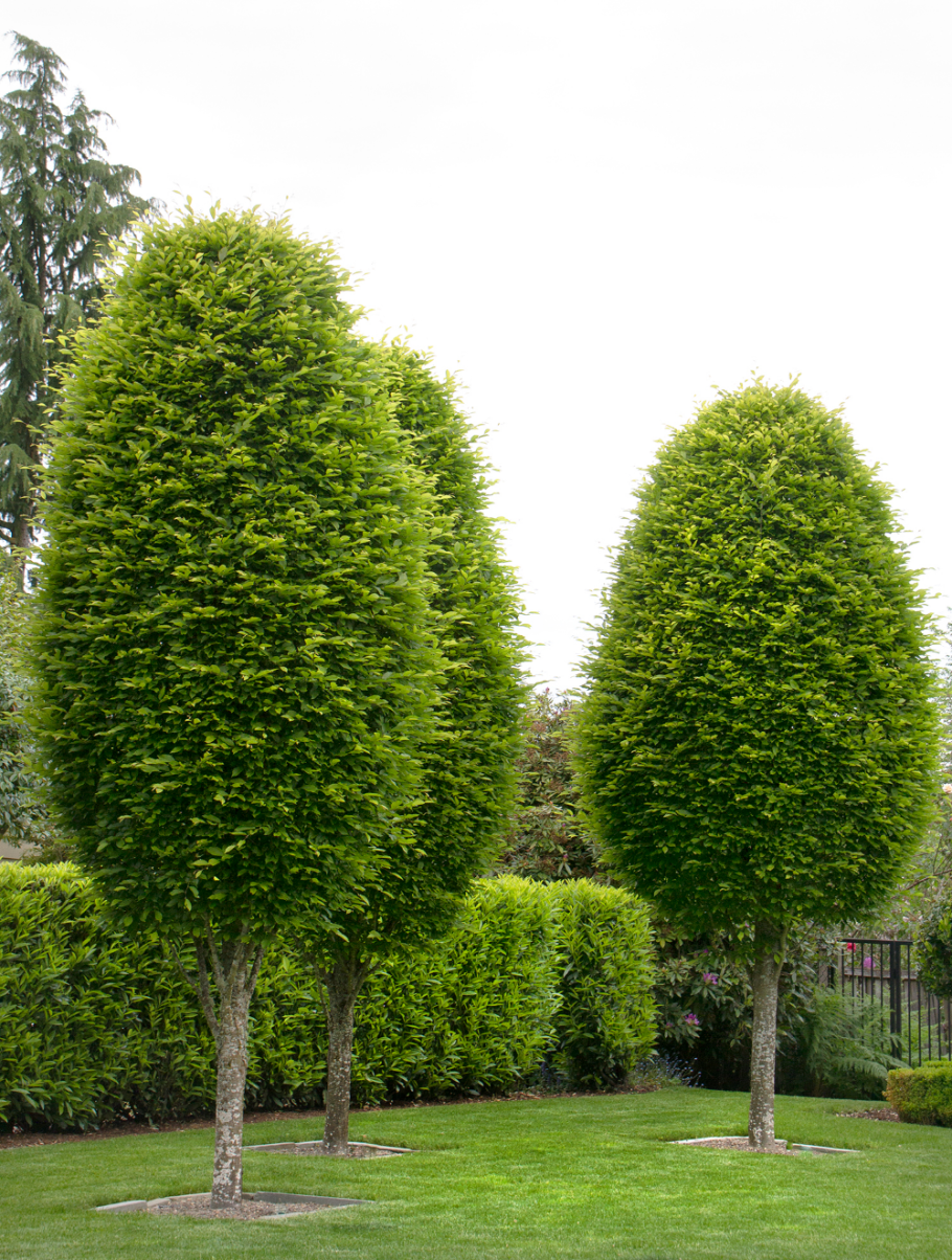 Граба восточного (Carpinus orientalis
