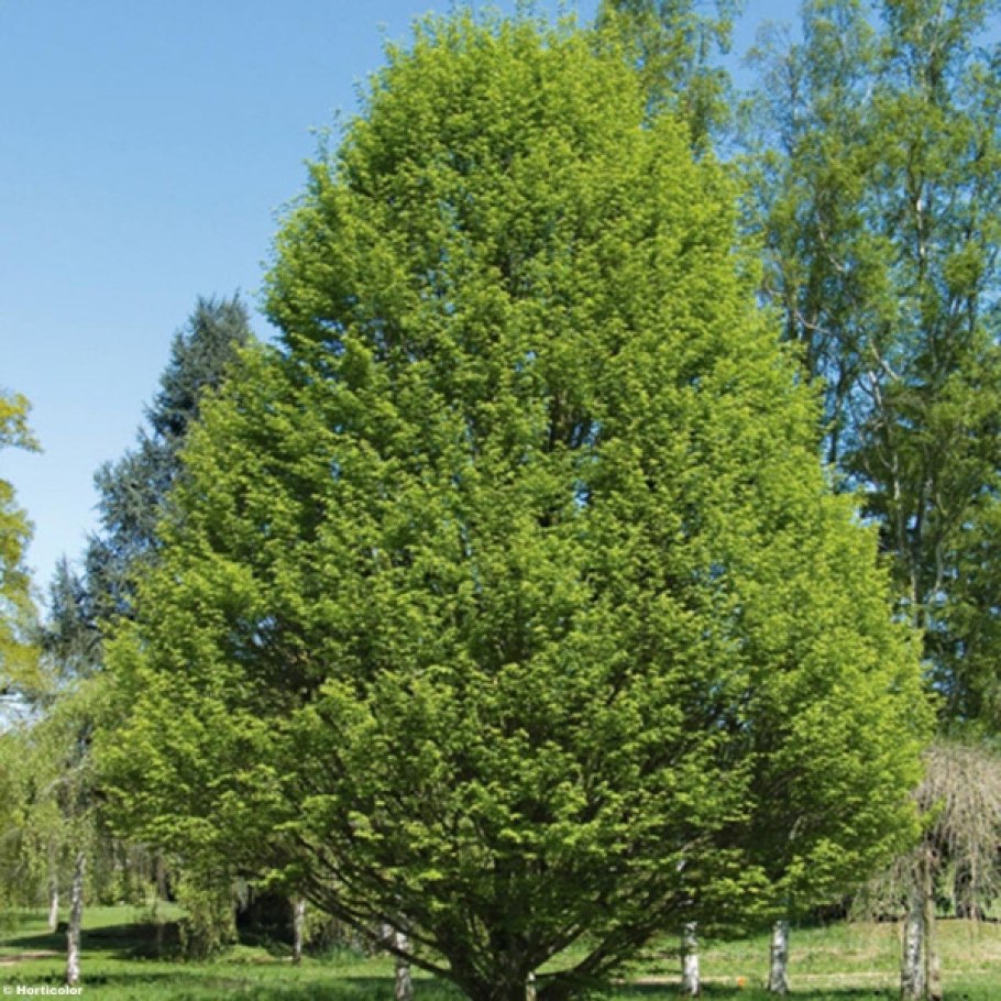 Граб обыкновенный Carpinus betulus плод