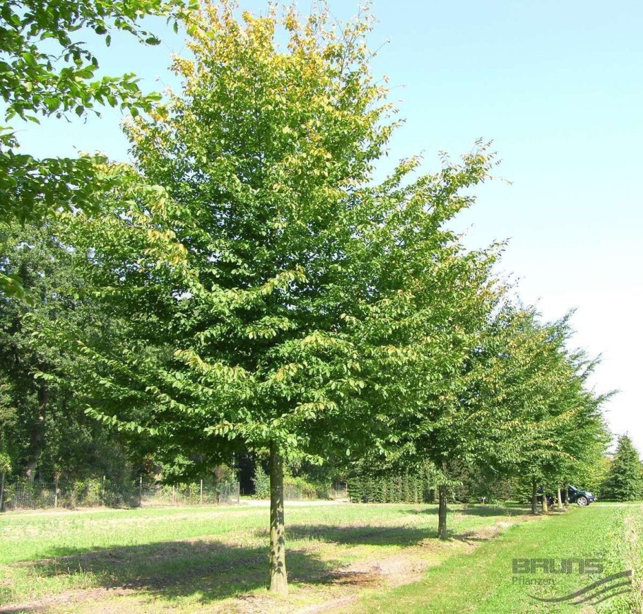 Граб обыкновенный ареал Carpinus betulus