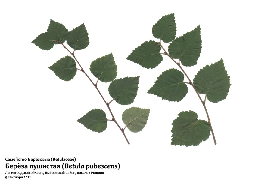 Береза клипарт