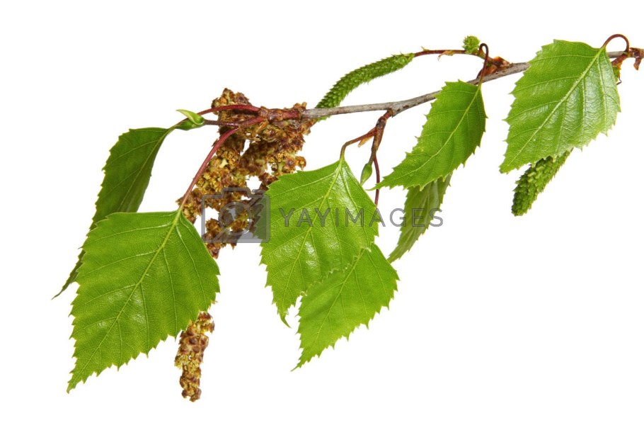 Betula pubescens листья