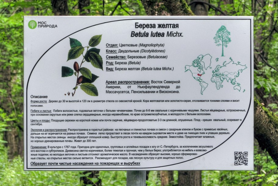 Береза бородавчатая семена