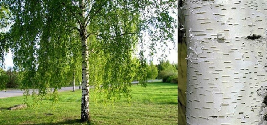 Листики саженцев березы