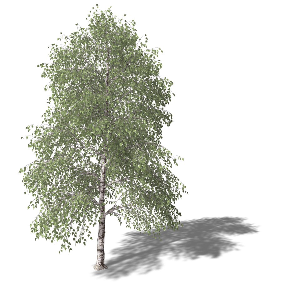 Береза повислая Тристис