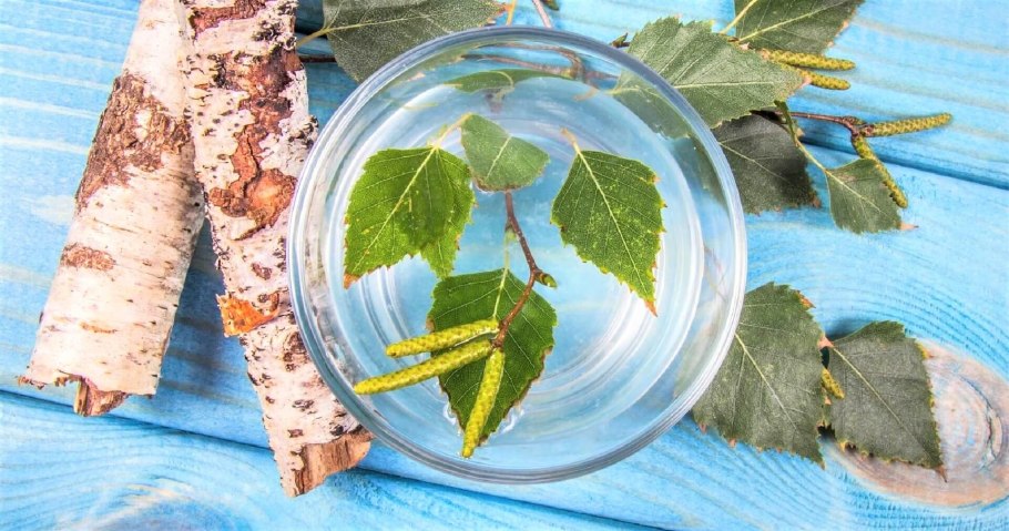 Береза горизонтальная