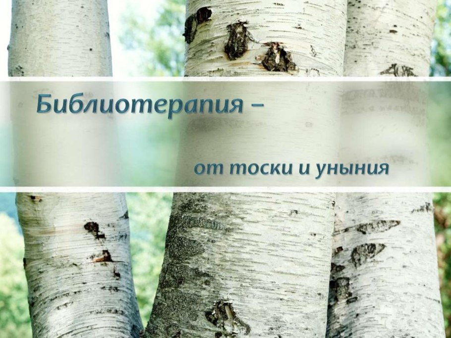Betula pubescens ствол