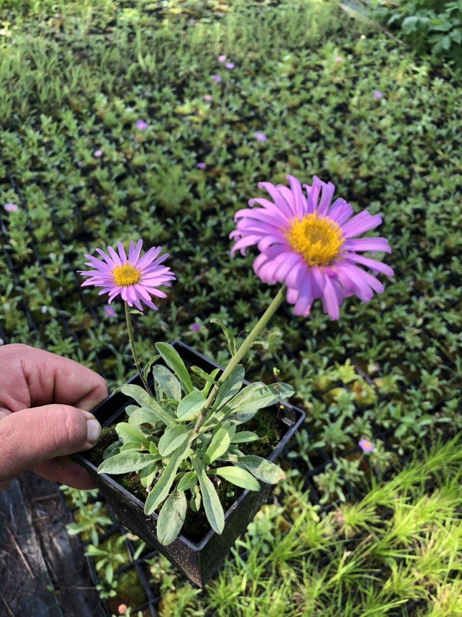 Астра Альпийская (Aster Alpinus)