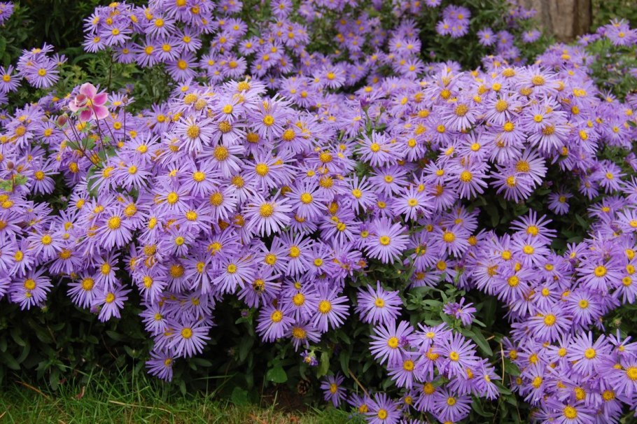 Астра кустарниковая Aster dumosus
