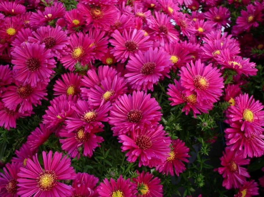 Астра кустарниковая Aster dumosus