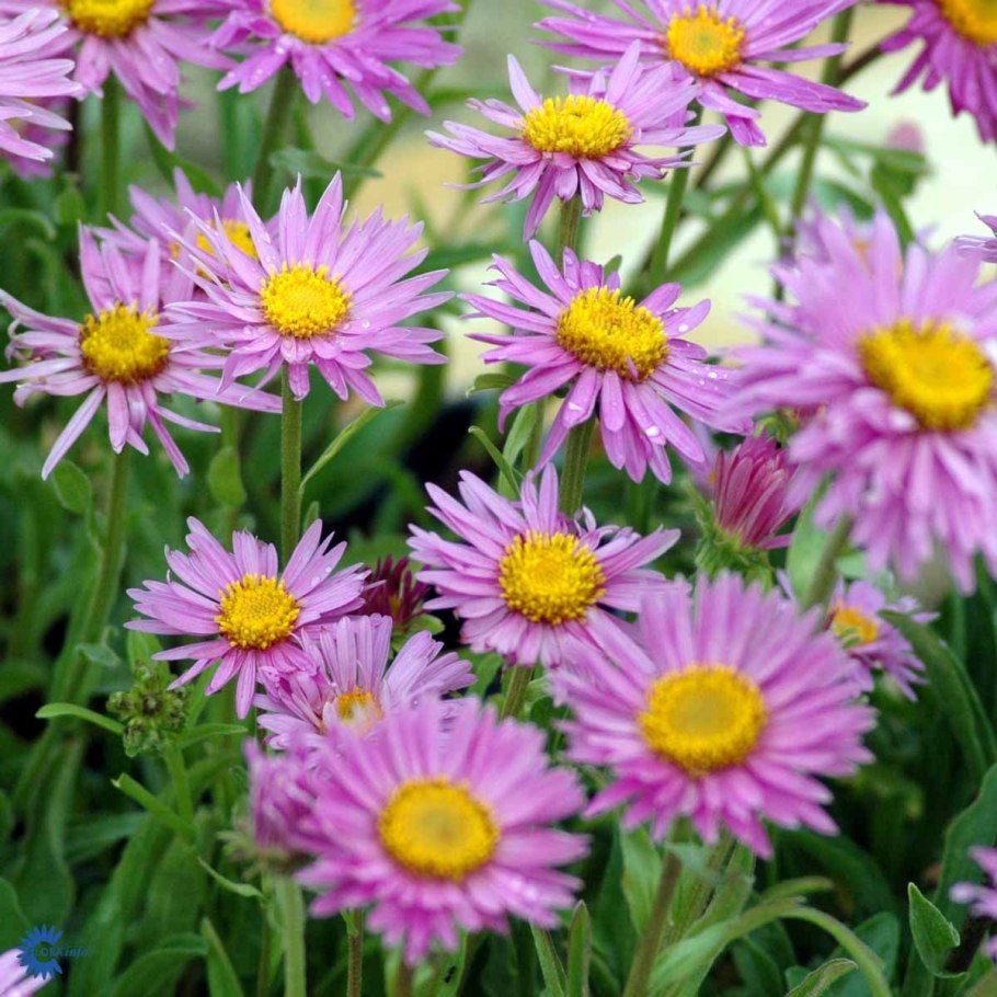 Астра многолетняя Aster Alpinus