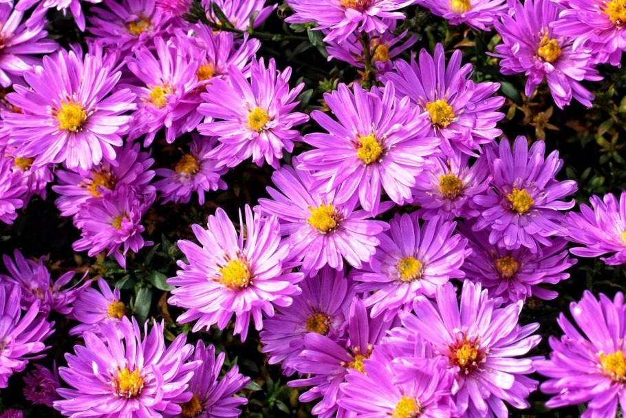 Астра Aster Alpinus Happy end
