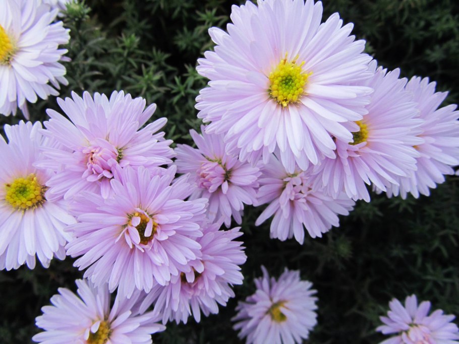 Астра кустарниковая Aster dumosus