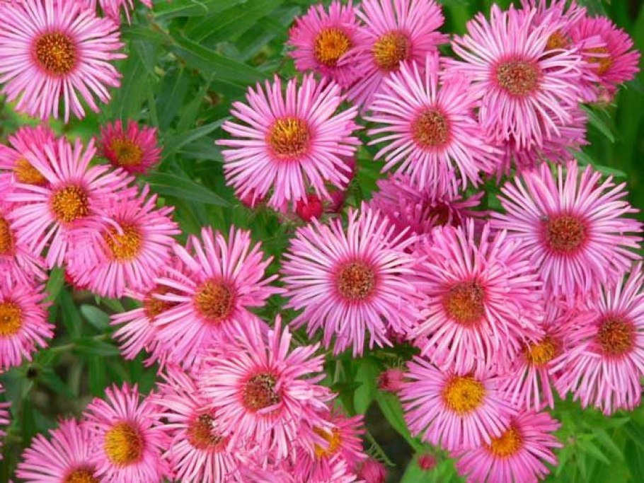 Aster цветок