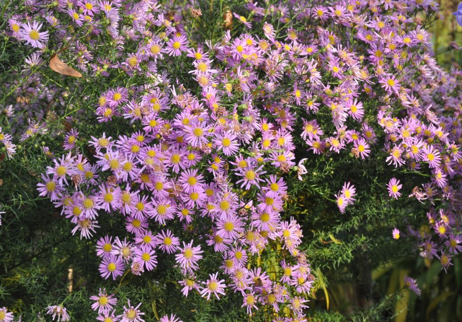 Астра Альпийская Дункле Шёне Aster Alpinus dunkle schöne