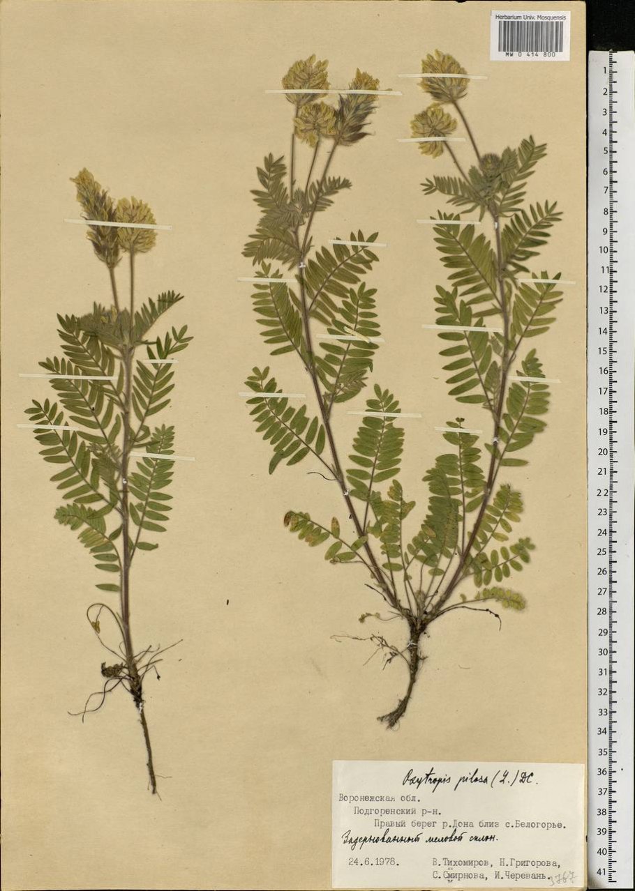 Остролодочник железистолистный гербарий