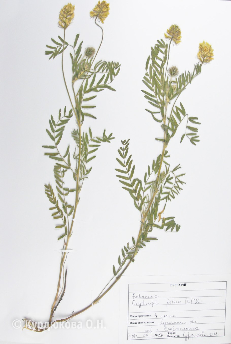 Остролодочник гербарий