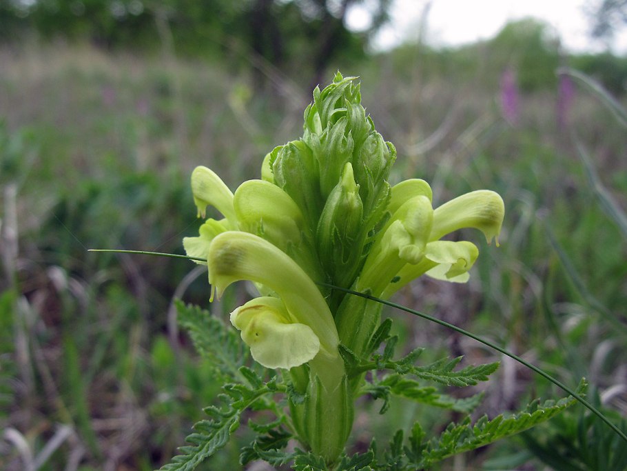 Остролодочник Палласа