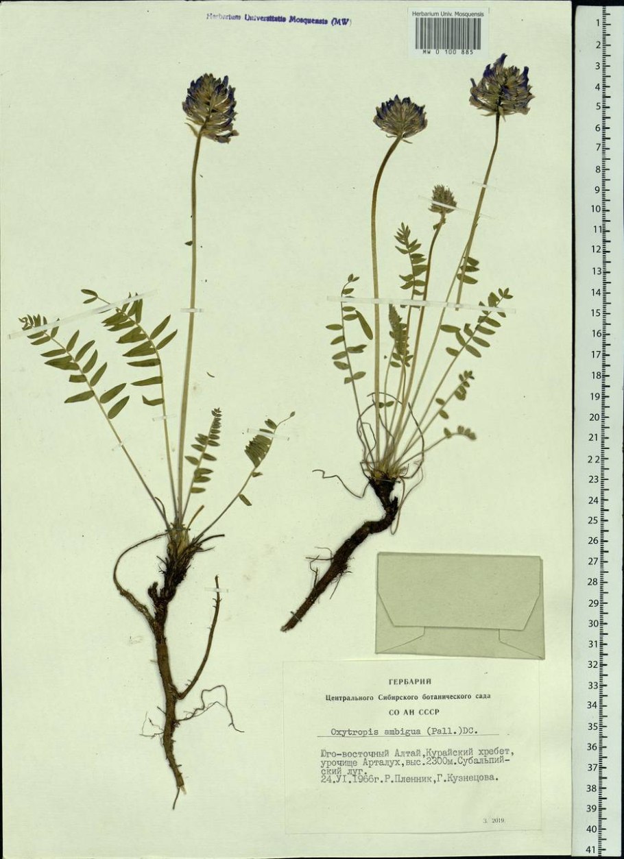 Стадия развития остролодочника