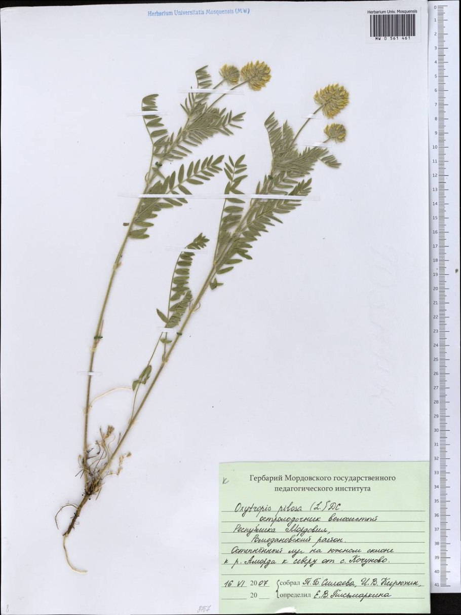 Остролодочник волосистый гербарий