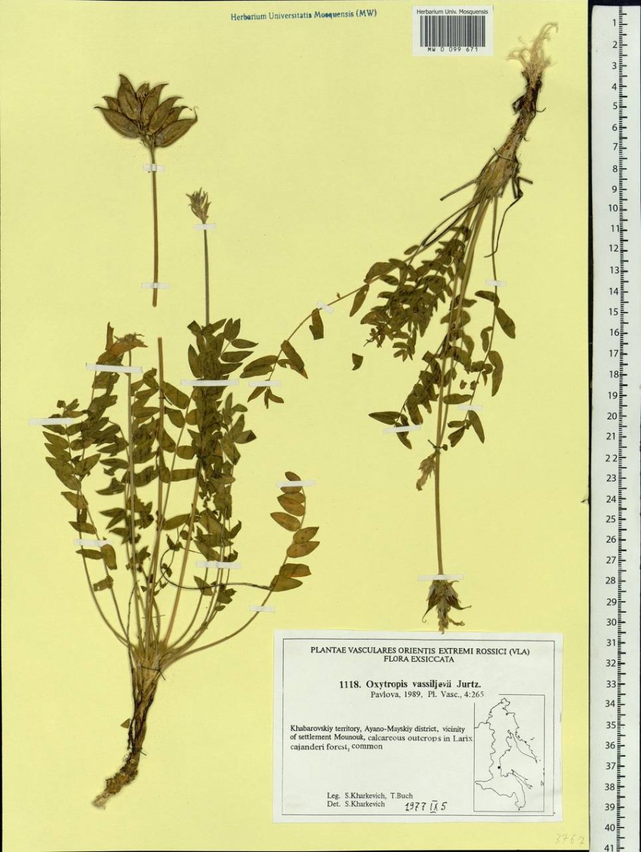 Остролодочник Палласа