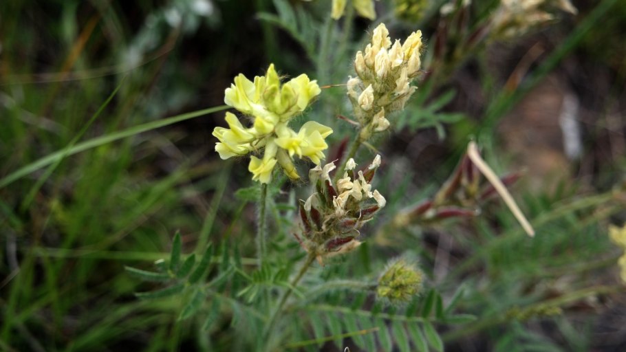 Oxytropis pilosa