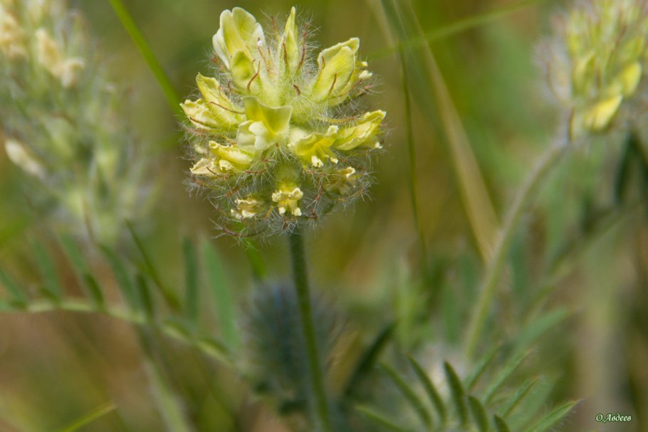 Астрагал копеечник Остролодочник