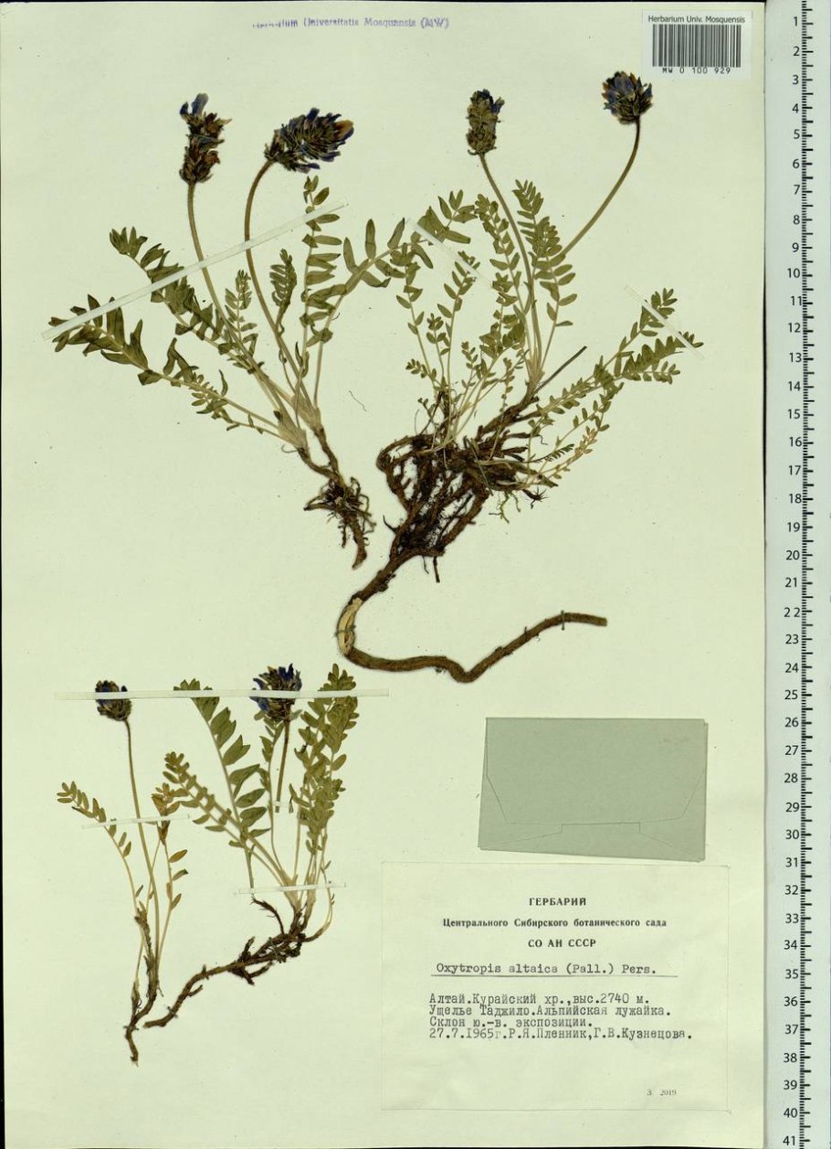 Остролодочник волосистый гербарий