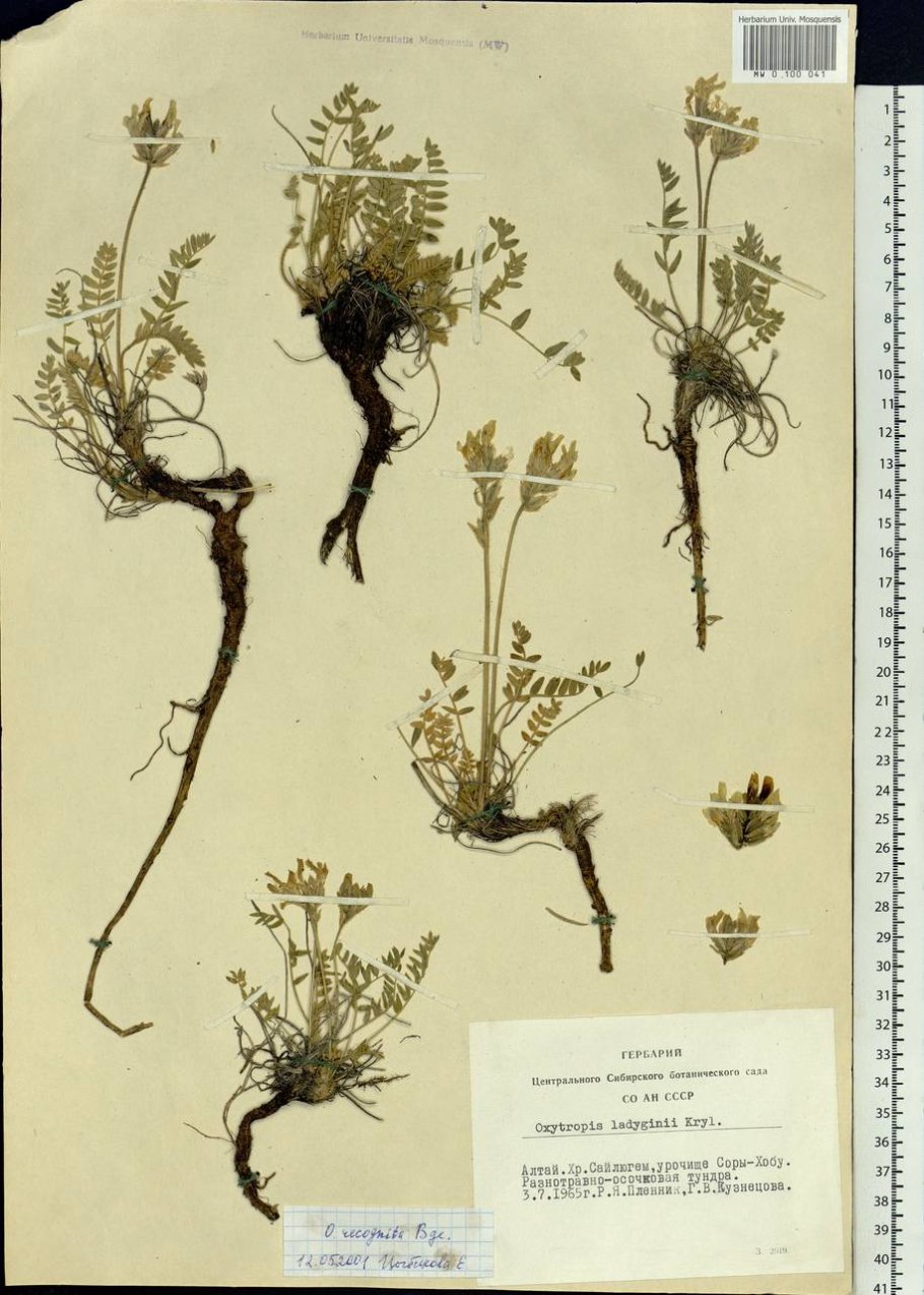 Мытник хохлатый