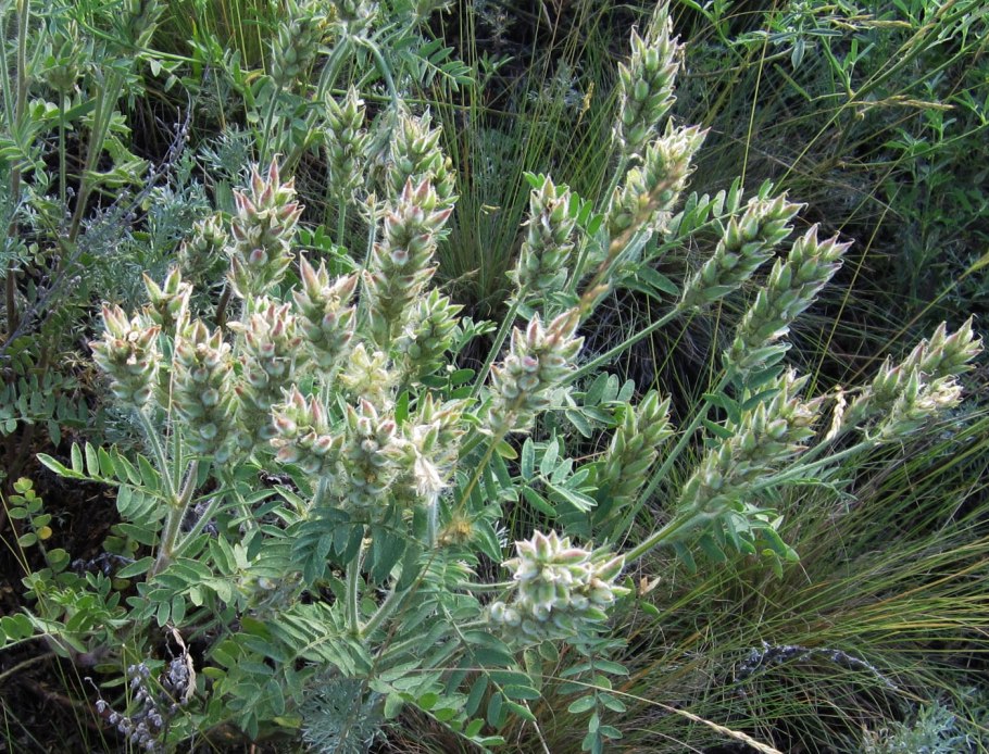 Oxytropis kamtschatica