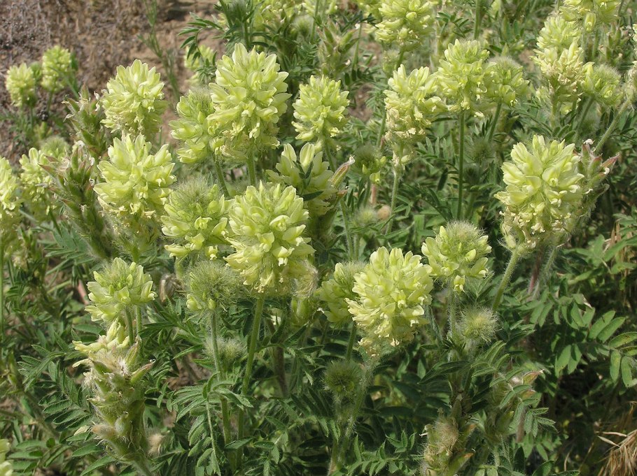 Остролодочник Колосистый