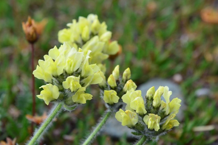 Oxytropis pilosa