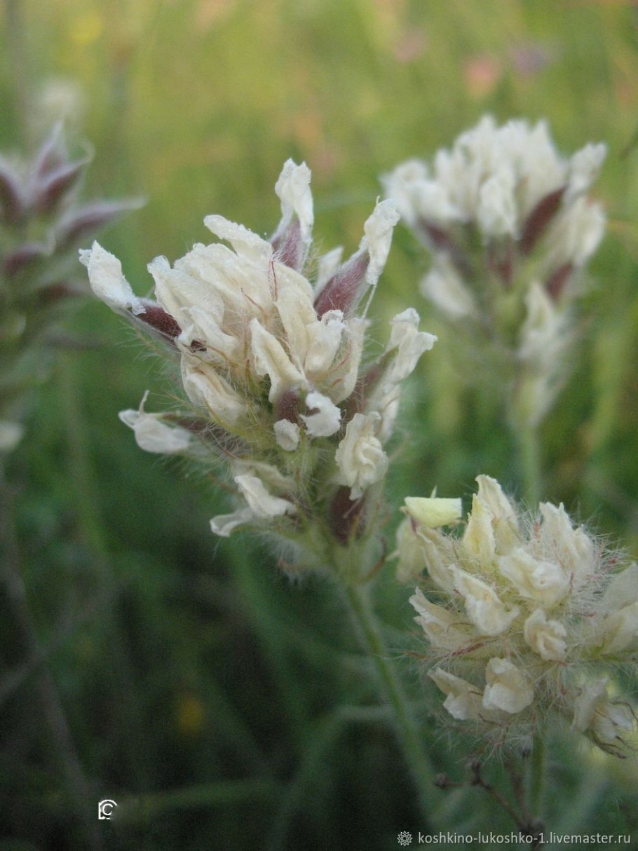 Астрагал белостебельный