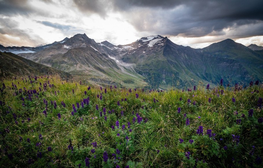 Узбекистан Альпийские Луга