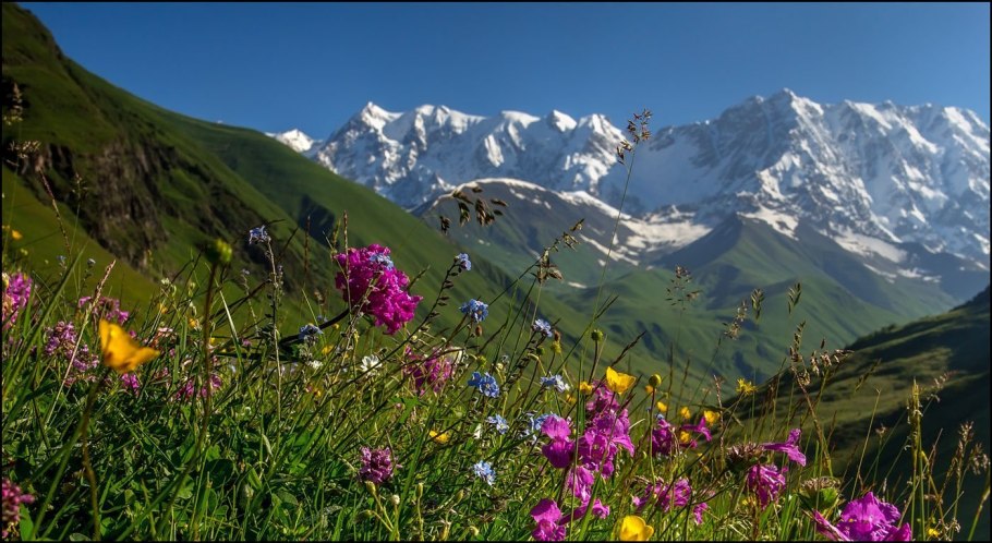Альпийские Луга Швейцария Альпийские Луга Швейцария