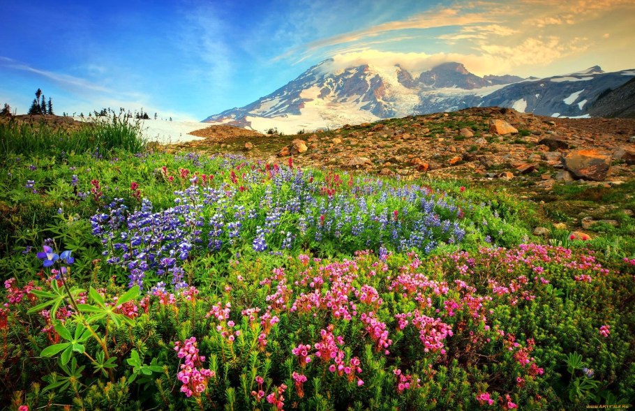 Швеция Альпийские Луга