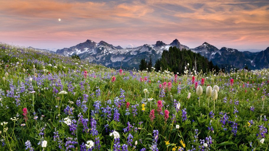 Швеция Альпийские Луга
