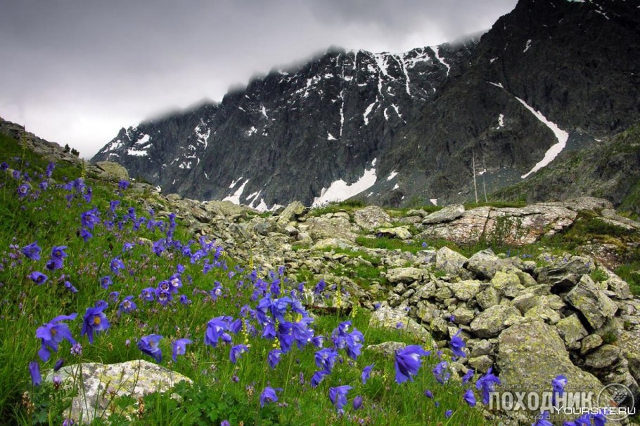 Альпийские Луга Южной Америки