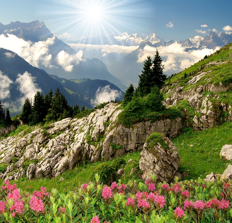 Австралийские Альпы цветы