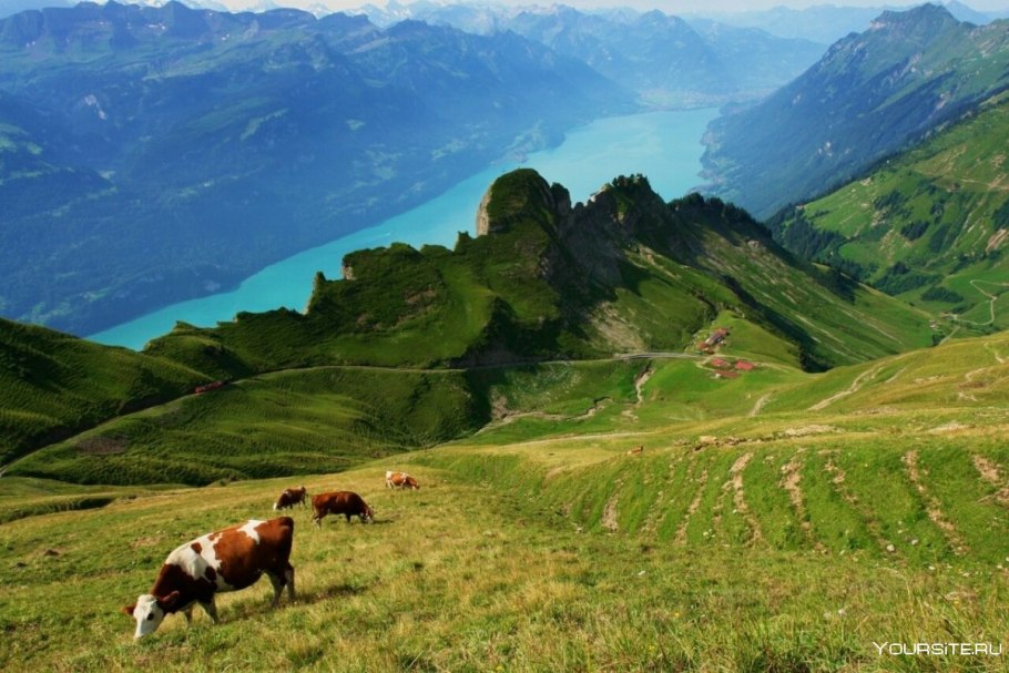 Альпийские луга швейцария