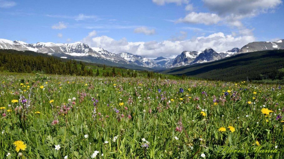 Национальный парк Олимпик Луга горы цветы Поляна
