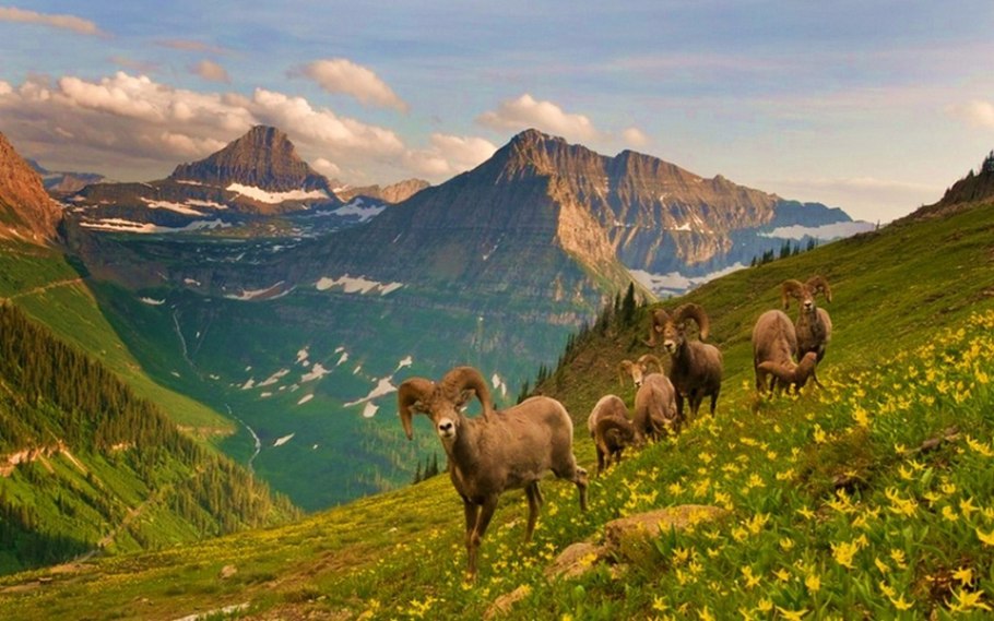 Маковые поля Швейцария