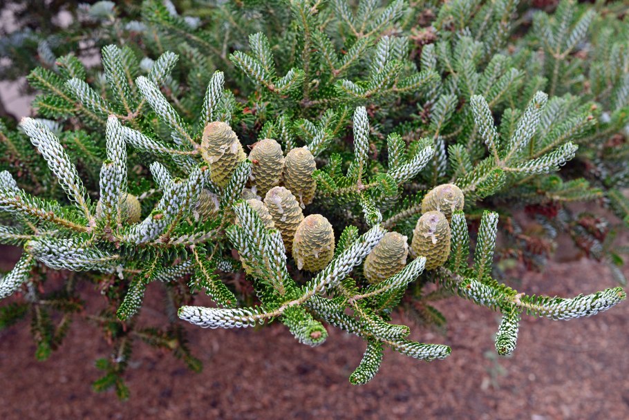 Пихта Абиес Кореана