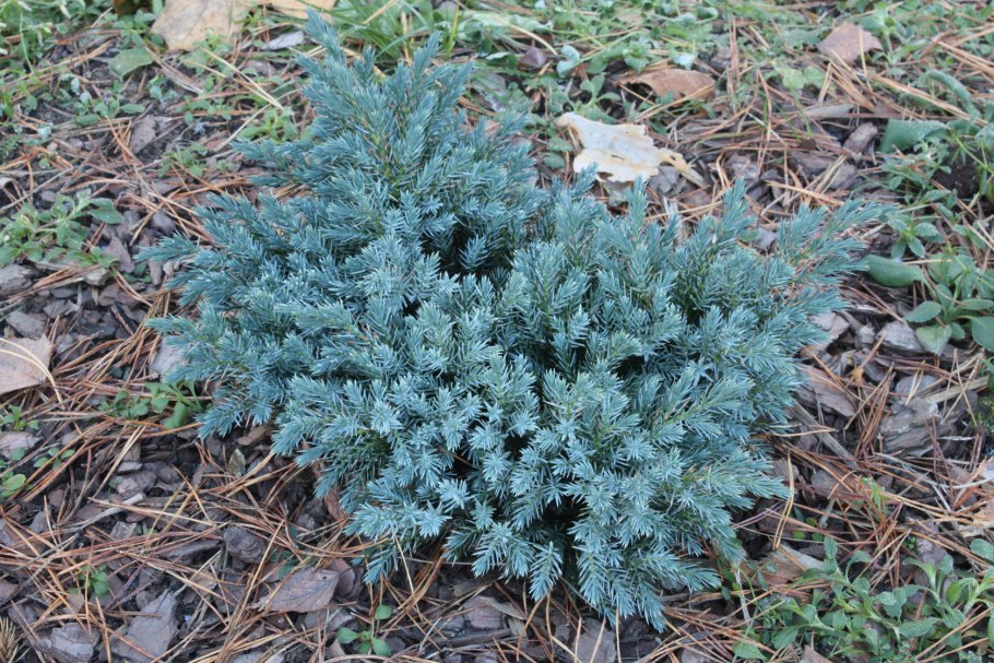 Можжевельник чешуйчатый Холгер